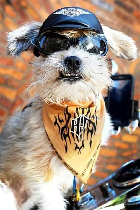 Harley Davidson Little Dogs Big Dogs Funny Dogs Cute Dogs Animals