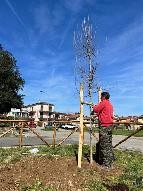 Nuovi Alberi A Tresana Un Trionfo Per La Biodiversit