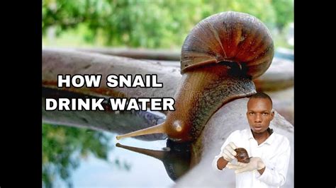 How Snail Drink Water In Snail Farm Youtube