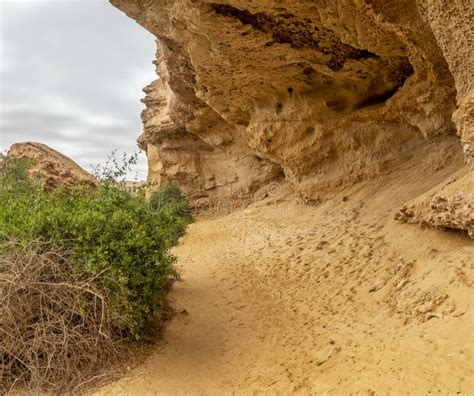 Dry Oasis In The Namibe Desert Angola Africa Stock Photo Image Of