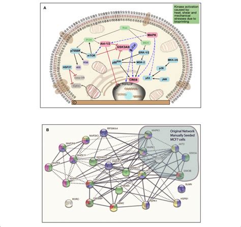 A Schematic Summary Of The Intracellular Pathways Activated By