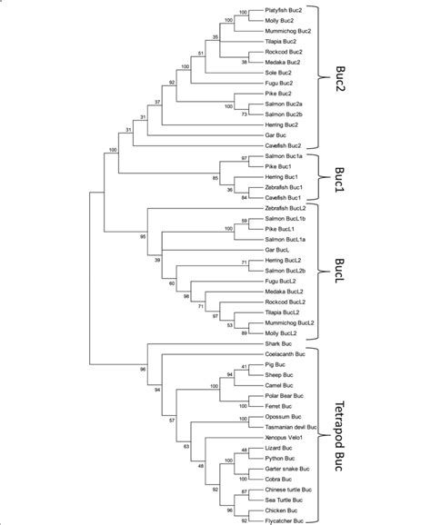 Unrooted Phylogenetic Tree Of Tetrapod Buc Proteins And Teleost Buc And