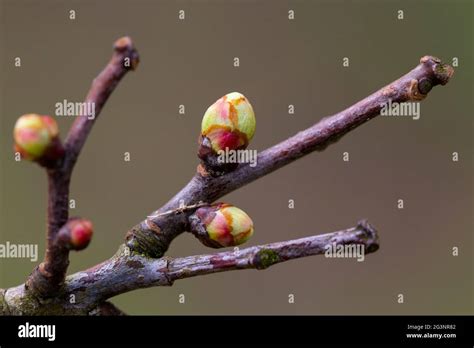 Crataegus Monogyna Bud Stock Photo Alamy