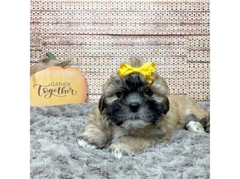 Lhasa Apso Puppies Breed Info Petland Athens Ohio