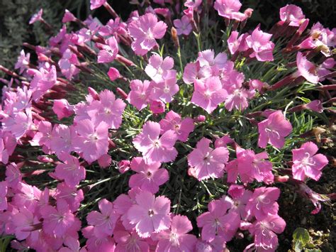 Dianthus Gratianopolitanus La Bourboule Pfingst Nelke