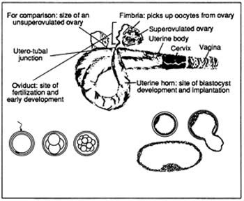 Cow Pregnancy Stages