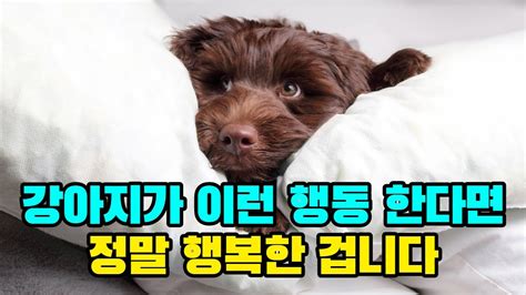 강아지가 행복할 때 하는 행동 12가지 총정리 Youtube