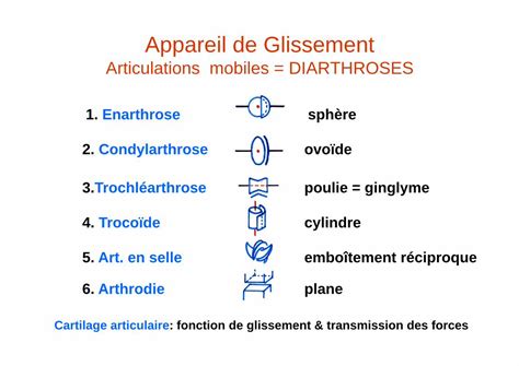 Pdf Ue Anatomie Du Membre Sup Rieur Chapitre Unf S Cerimes Fr