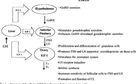 Figure From Insulin Like Growth Factor I As A Possible Hormonal