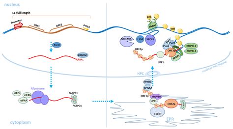 Line Retrotransposons Encyclopedia Mdpi