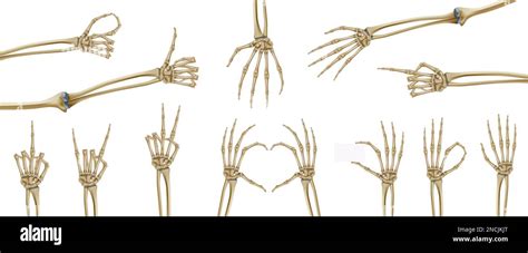 Skeleton Hands Realistic Set With Isolated Images Of Skeletal