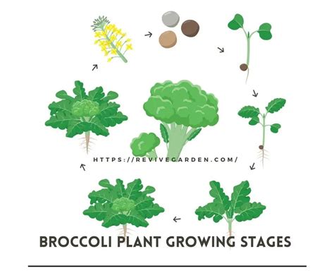 Broccoli Plant Growing Stages – Expansion Improvements