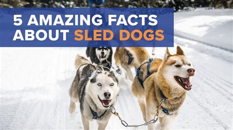 Iditarod Sled Dogs Facts To Know