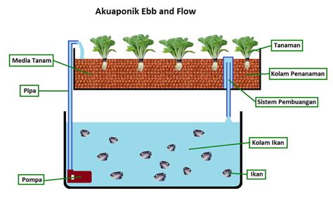 Aquaponik Cara Kerja Tips Pembuatannya Sikatabis