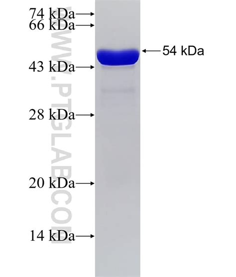 Nfkbia Fusion Protein Ag0345 Proteintech