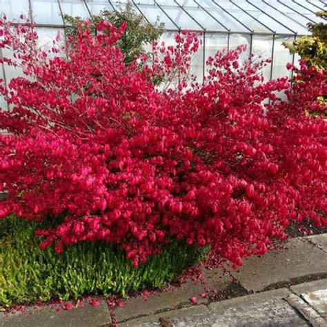 Euonymus Alatus Foioase Brazi Argintii Puieti Brazi Argintii La Pepiniera De Acasa Brazi