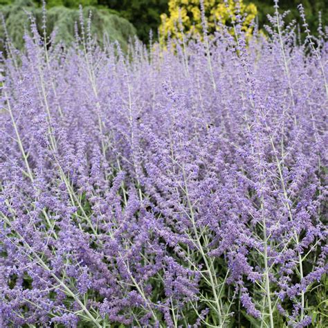 Perovskia Russian Sage Seeds - Blue Steel - 100 Seeds - Blue Flower ...