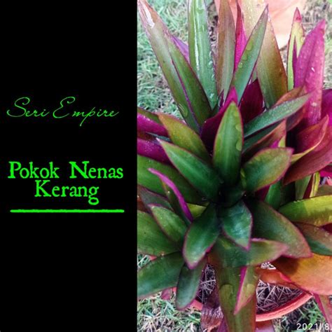 Anak Pokok Nenas Kerangtradescantia Spathaceapandan Ungu Shopee