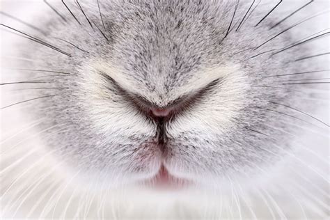 Who nose 21 close up photos from across the animal kingdom – Artofit