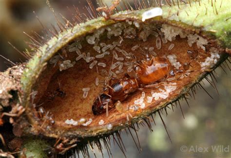 Ant Nests The Ant Colony Antkeepers