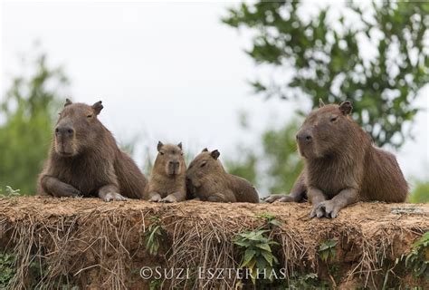 Sloth Versus Capybara - The Sloth Conservation Foundation