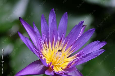 Egyptian Lotus Nymphaea Or Previously Nymphaea Caerulea Known