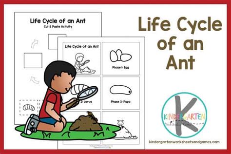 FREE Life Cycle of an Ant Printable