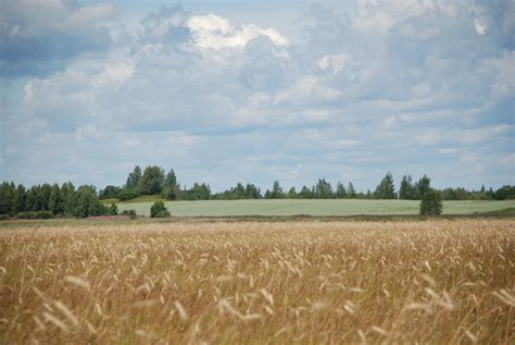 Banco De Imagens Trigo Campo Colheita Cevada Avi O Agricultura