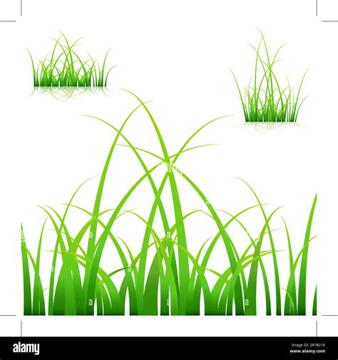 An Image Of A Set Of Blades Of Grass On White Background Stock Vector Image And Art Alamy