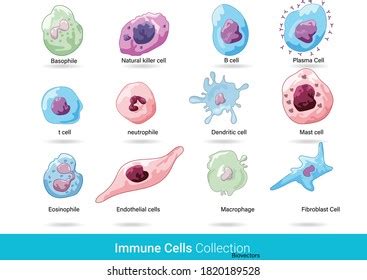 Cells Immune System Cells Anatomical Diagram Stock Vector (Royalty Free ...