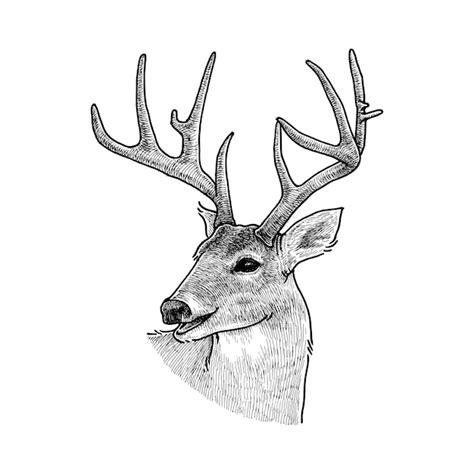 Monster Whitetail Deer Buck Drawing