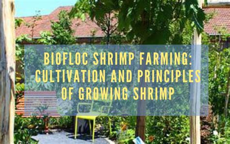 Biofloc Shrimp Farming Cultivation And Principles Of Growing Shrimp Worldwide Aquaculture