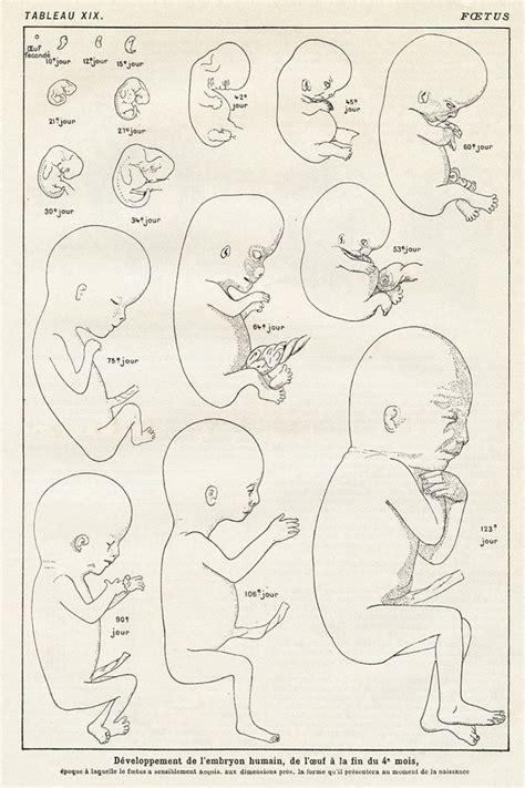 Vintage Foetus Anatomy Poster Medical Decor Vintage Medical Anatomy