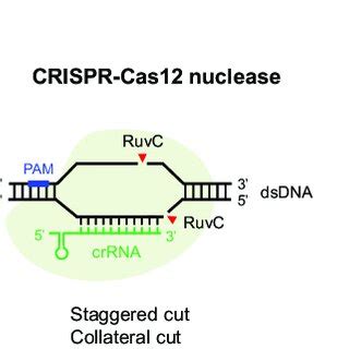 Overview Of CRISPR Cas Nucleases A C CRISPR Cas9 Nucleases And