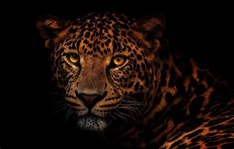 Black Leopard Wallpapers - Top Free Black Leopard Backgrounds ...