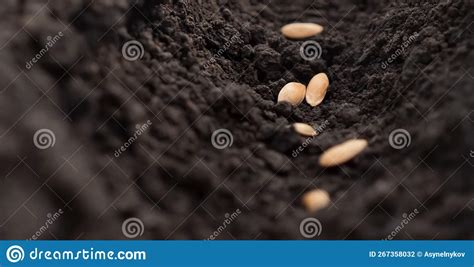 Planting Concept Melon Seeds Planting Soil Hole Sowing Seed Of Life