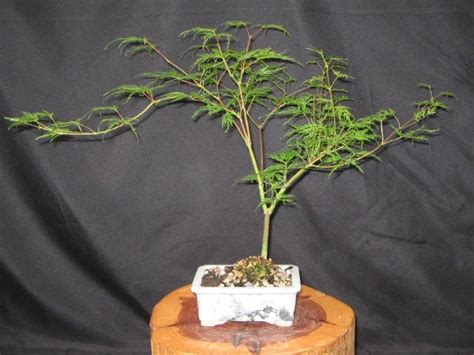 Bonsai Acer Palmatum 'Emerald Lace' Japanese by BucksCountyBonsai