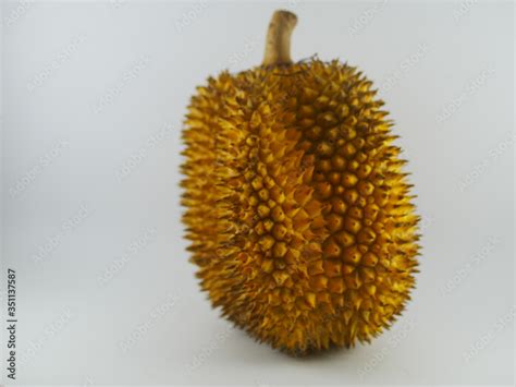 Durio Kutejensis Commonly Known As Durian Pulu Durian Merah Nyekak