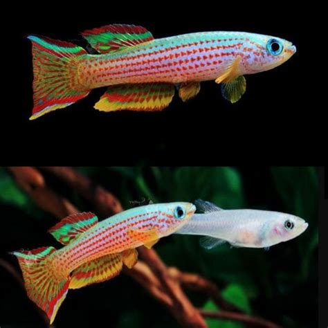 Aquarium Central Killifish Striatum Red Striped Killie Aphyosemion