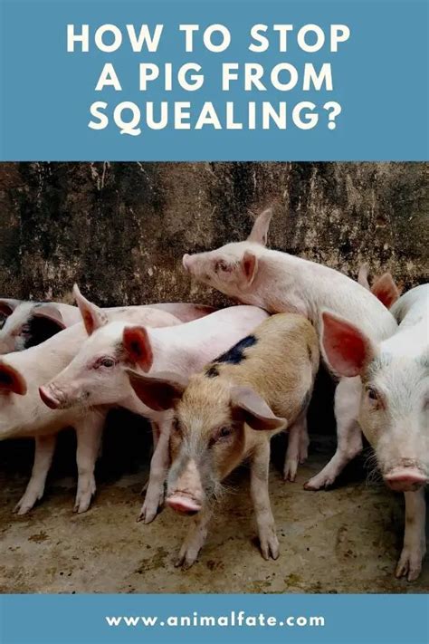 How To Stop A Pig From Squealing Meaning Of Squealing Animalfate