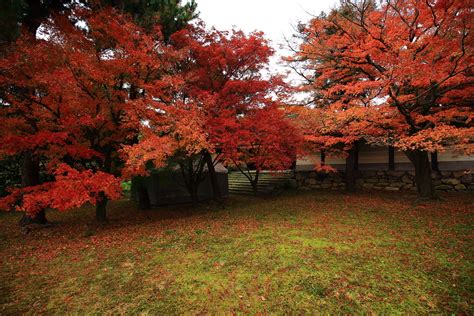 養源院の勅使門前の庭園の雄大な紅葉 庭園 紅葉 写真 紅葉