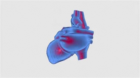 3D Beating Heart animation in blue and r... | Stock Video | Pond5