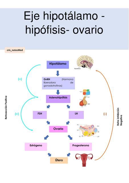 Eje Hipotalamo Hipofisis Ovario Flowchart The Best Porn Website