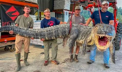 Monster Alligator Weighing 800lbs And More Than 14 Feet Long Sets New