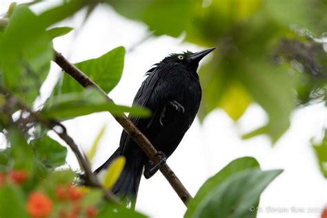 Greater Antillean Grackle A Dorian Rose Greater Antille Flickr