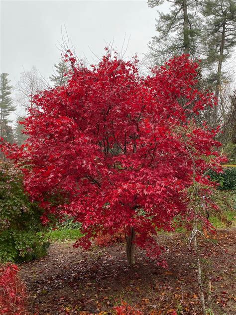 Buy Acer Palmatum Emperor 1 Red Japanese Maple Mr Maple │ Buy Japanese Maple Trees