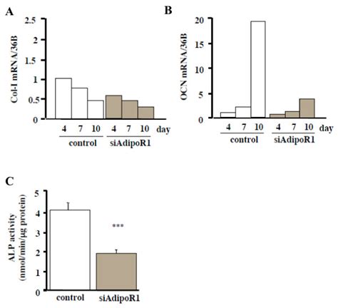 Effects Of Sirna Adipor Transfection On The Differentiation Of