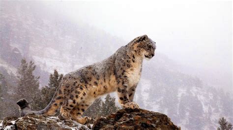 Snow Leopard Snow Leopards Wallpaper 39058341 Fanpop Page 2