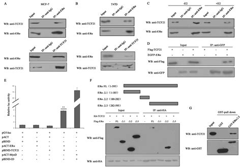 Interaction Between Tcf21 And Erα Ab Mcf 7 And T47d Cells Were