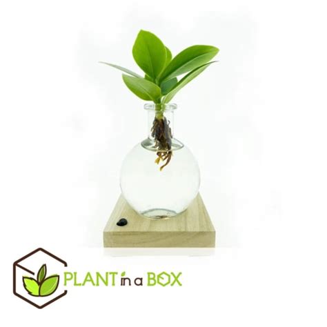 LED Mini Clusia Culture Hydroponique Plante Dans L Eau Plant In A